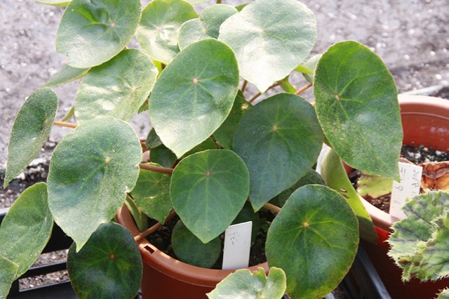 B. ‘Debbie’